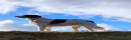 Pyrenean Sheepdog dogs for adoption: Beautiful Bamboo - Karachan Mix - Advert 1
