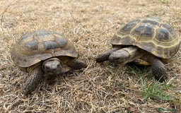 Tortoise reptiles for sale: Russian tortoises - Image 2