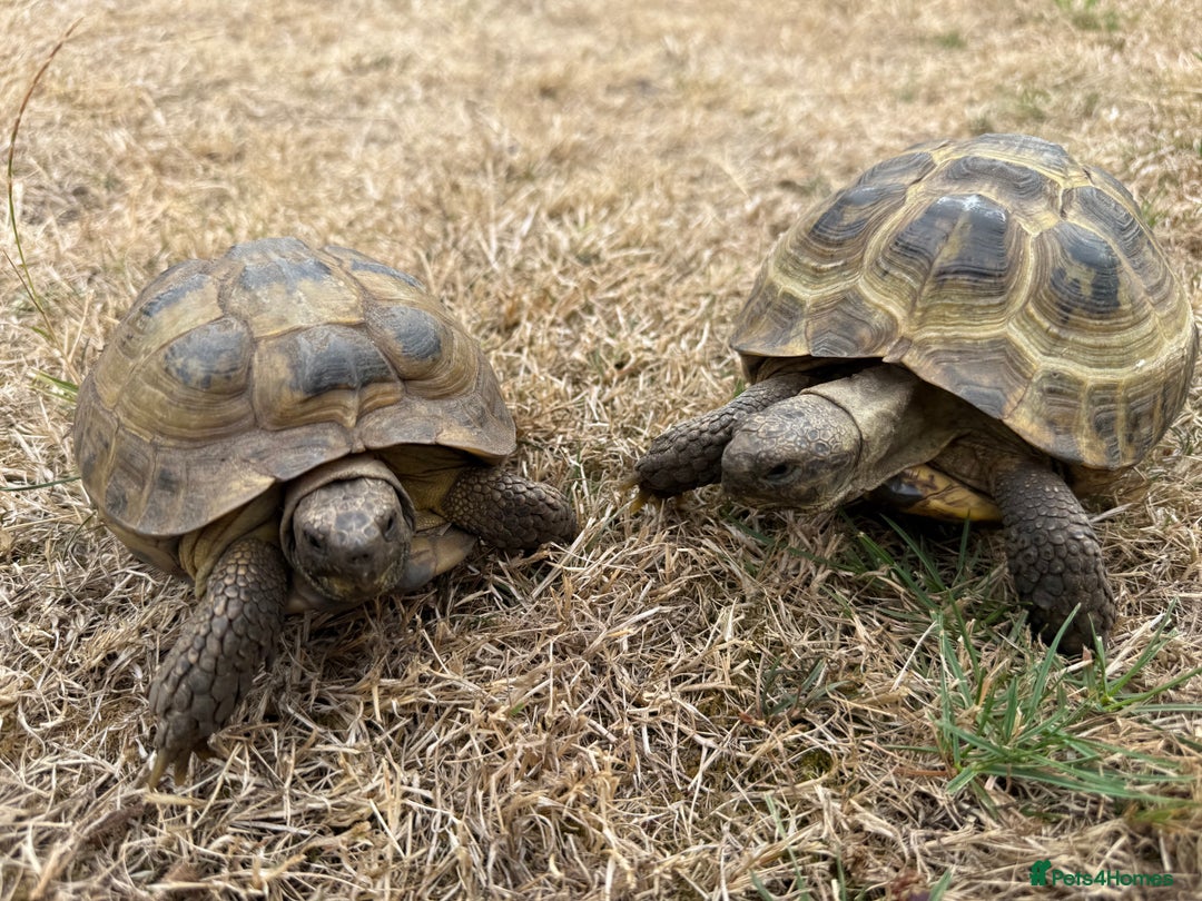 Tortoise reptiles for sale: Russian tortoises - Image 2