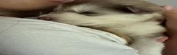 Alaskan Malamute dogs for sale: Alaskian malamute puppies  - Advert 10