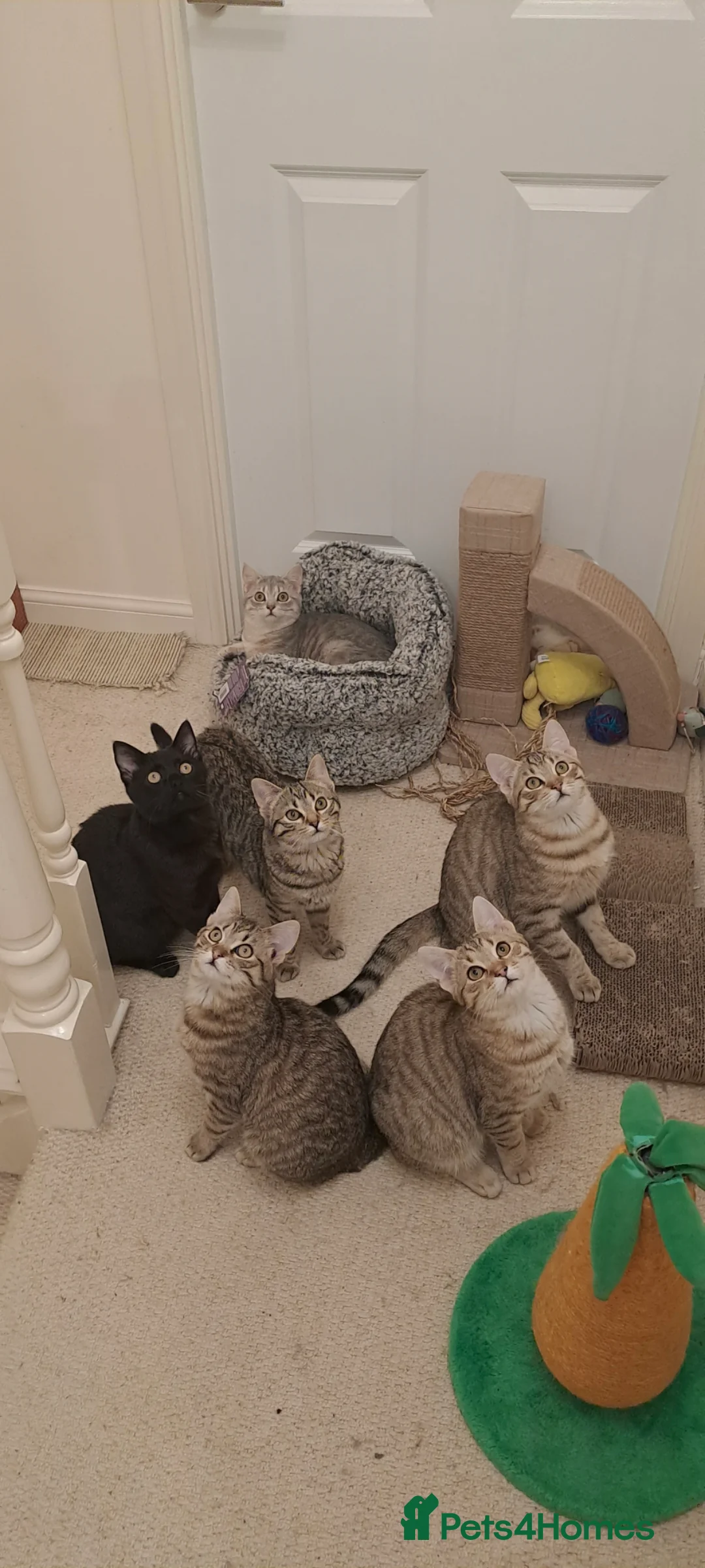 Mixed Breed cats for sale: Quarter Bengal kittens, looking for forever homes  - Advert 18