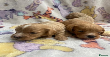 Cavapoo dogs - Advert 4