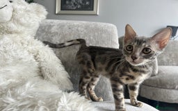 Bengal cats for sale: Adorable Female Blue Bengal Kitten TICA REG - Image 25