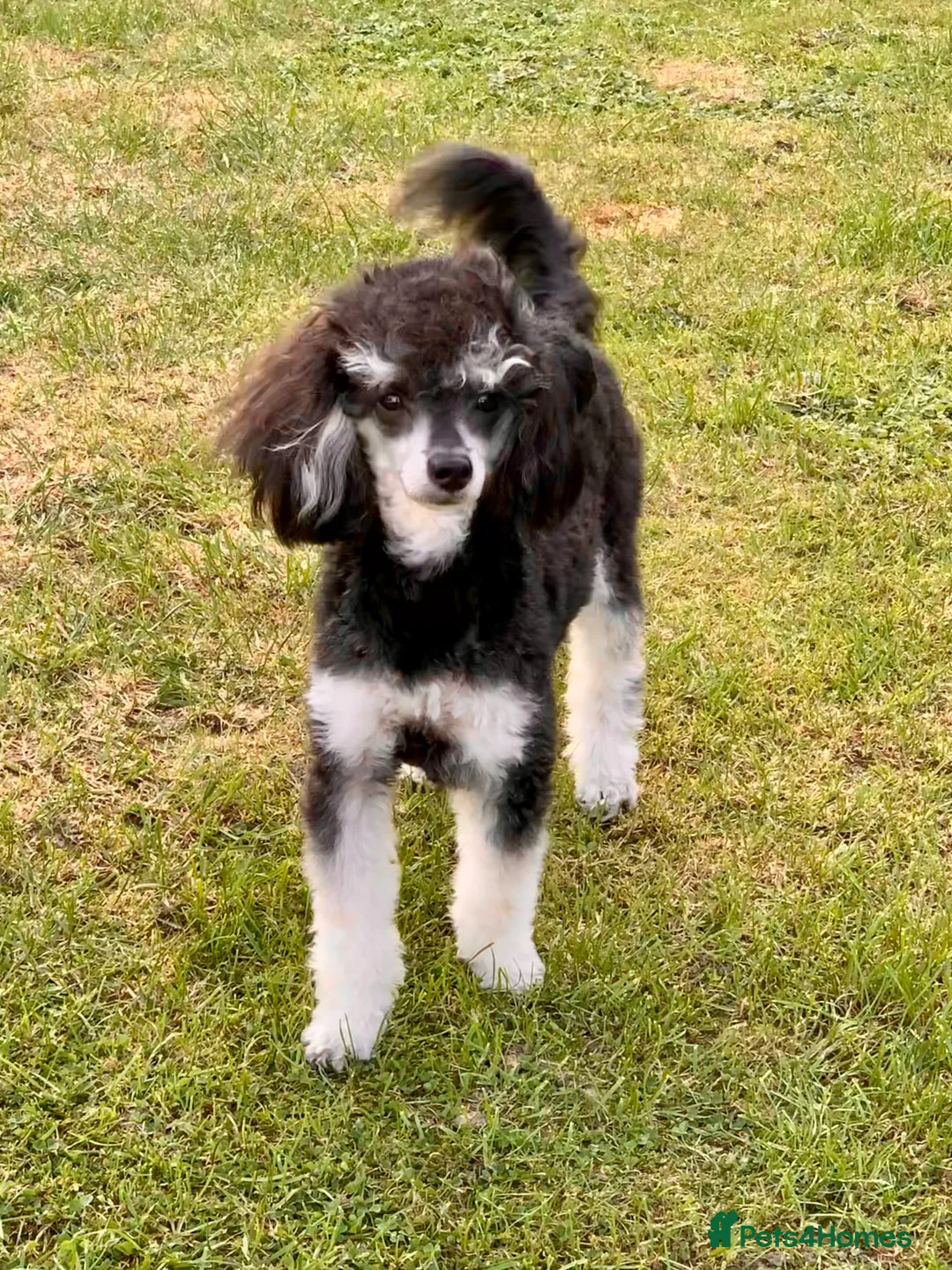 Toy Poodle dogs for stud: Phantom Toy Poodle Tri colour KC (STUD ONLY) in Coalville - Advert 14