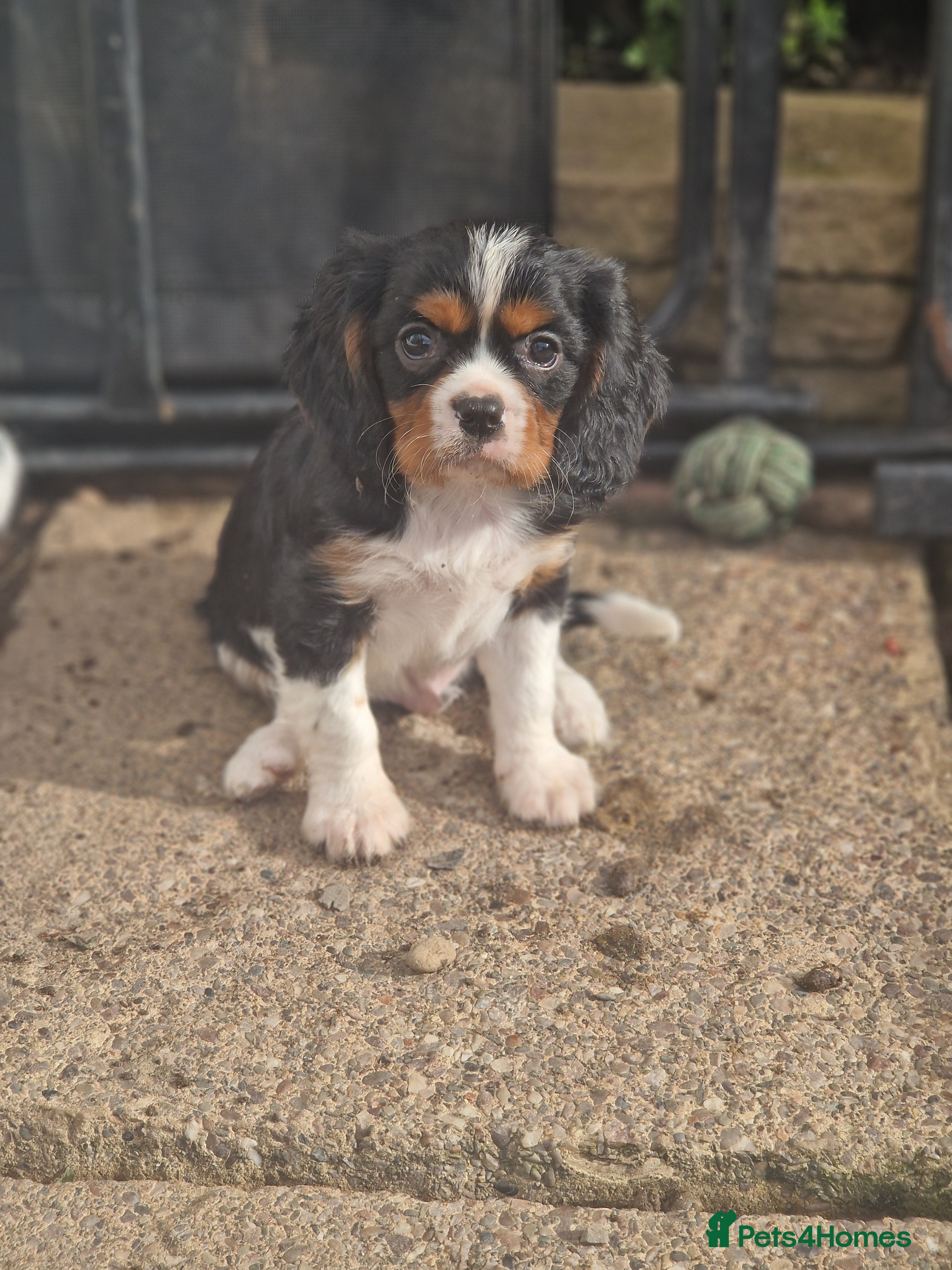 Cavalier King Charles Spaniel dogs Cavalier King Charles Spaniel! - Advert 4