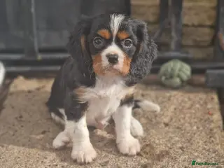 Cavalier King Charles Spaniel dogs Cavalier King Charles Spaniel! - Advert 4