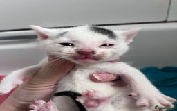 Mixed Breed cats for sale: Mixed breed stunning kittens - Image 7