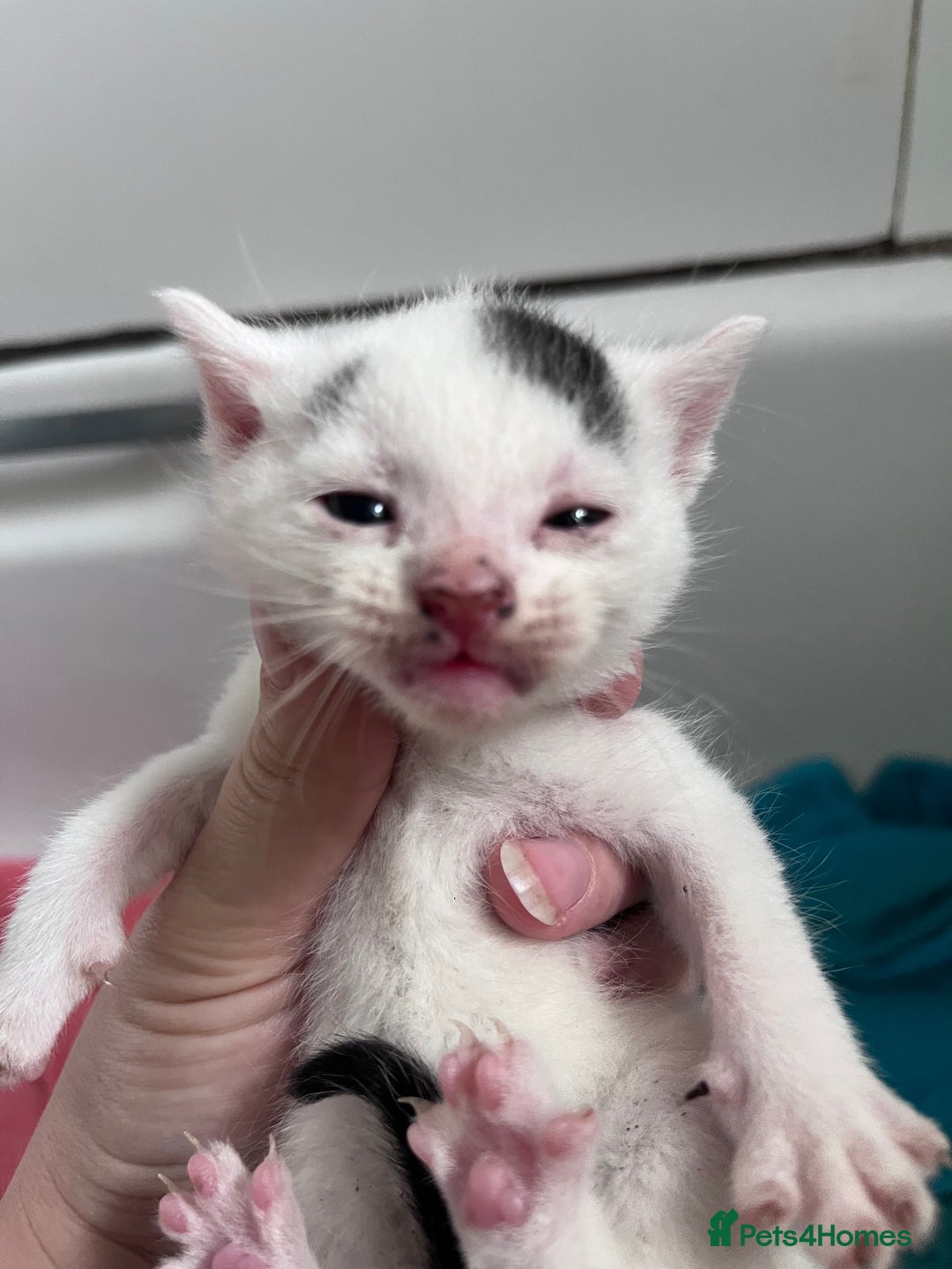 Mixed Breed cats for sale: Mixed breed stunning kittens - Image 7