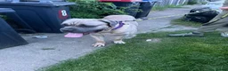 Cane Corso dogs for sale: Beautiful cane corso puppies due soon! RESERVE NOW - Advert 3