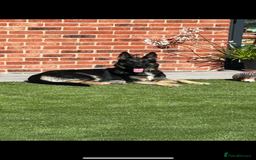 German Shepherd dogs for sale: German shepherd puppies  - Image 10
