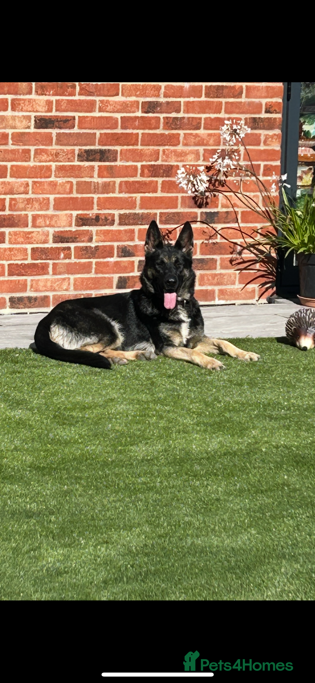 German Shepherd dogs for sale: German shepherd puppies  - Image 10