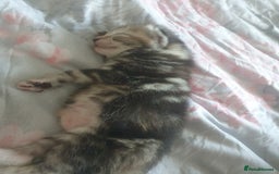 Mixed Breed cats for sale: Miss sijanda  - Image 4