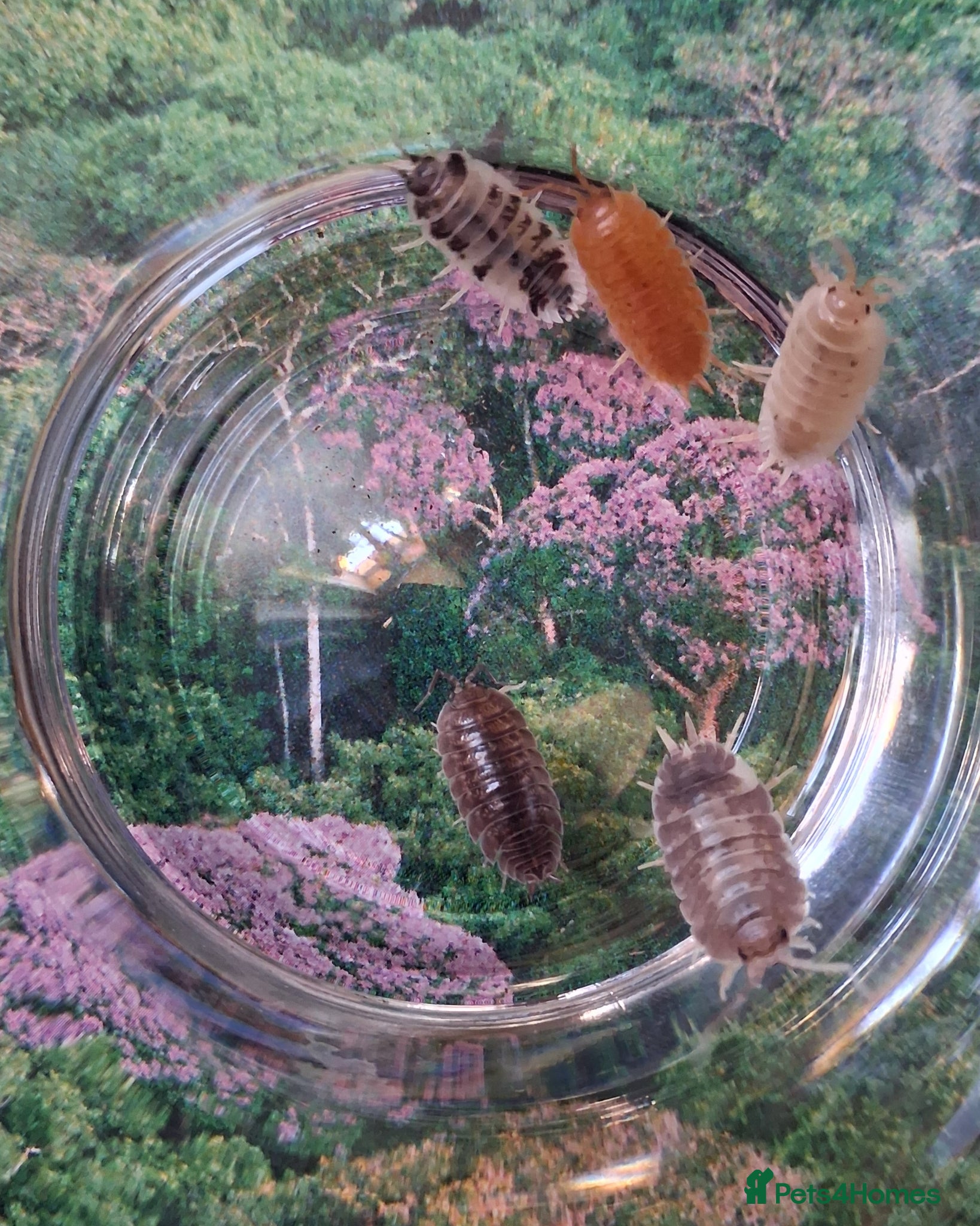 Isopods invertebrates Swift Woodlice, Porcellio leavis Isopods  - Advert 1