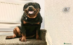 Rottweiler dogs for sale: Rottweiler Puppies  - Image 26