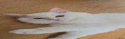 Ragdoll cats for sale: Beautiful Ragdoll Kittens available now - Advert 29