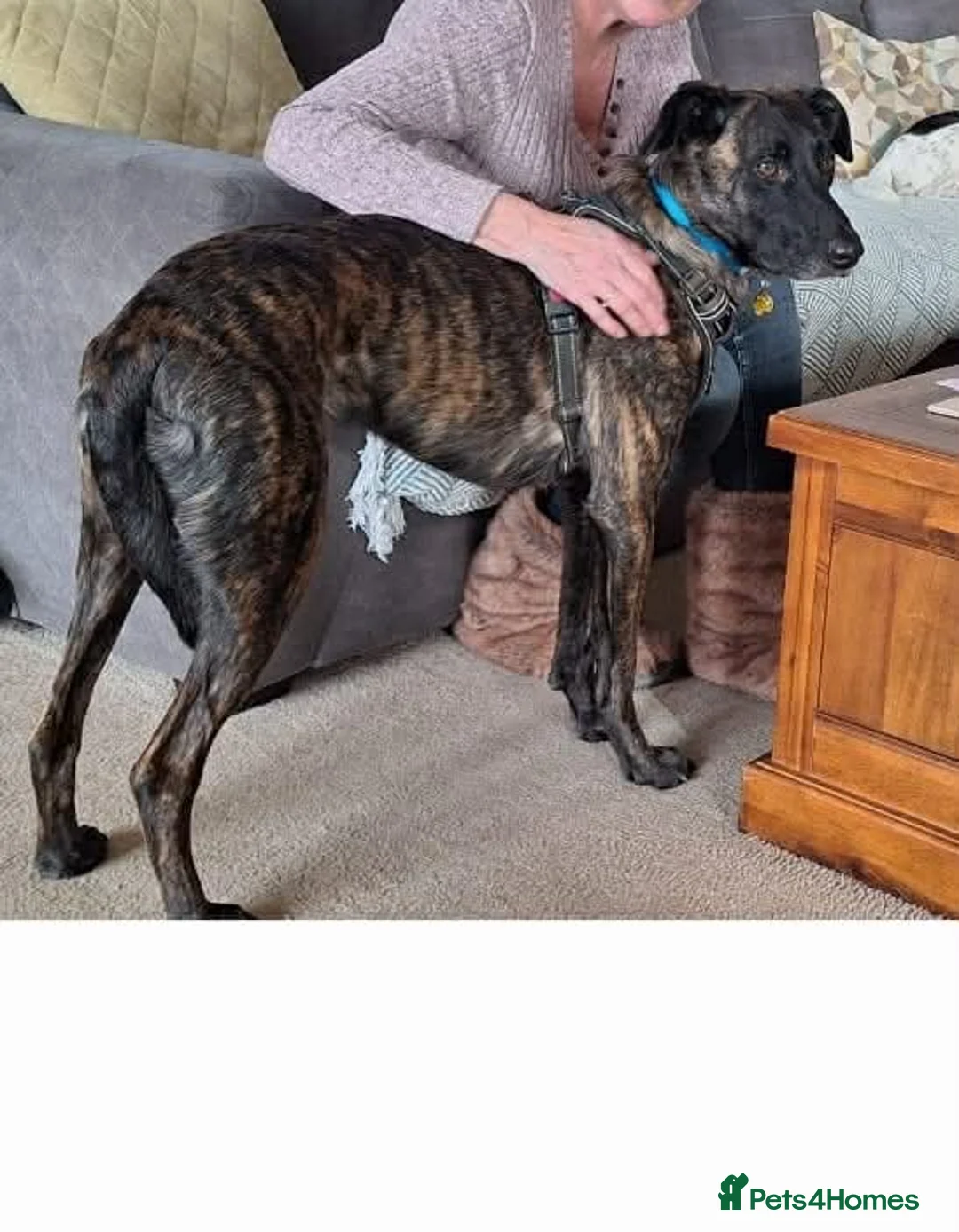 Mixed Breed dogs for adoption: Hux needs a forever home  - Advert 2