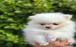 Pomeranian dogs for sale: 3 Gorgeous Pomeranian Puppies-Ready for New Homes - Image 17