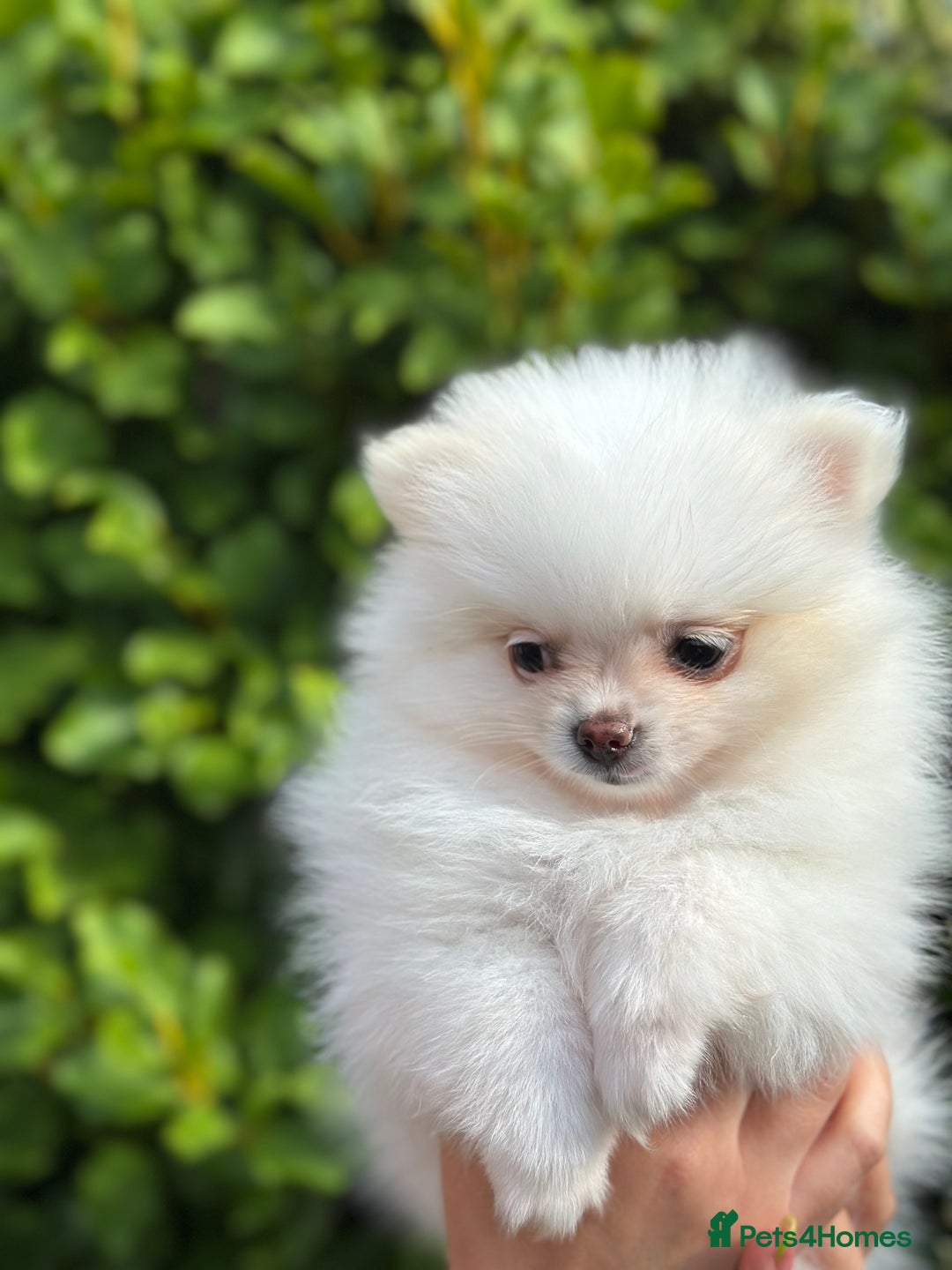 Pomeranian dogs for sale: 3 Gorgeous Pomeranian Puppies-Ready for New Homes - Image 17
