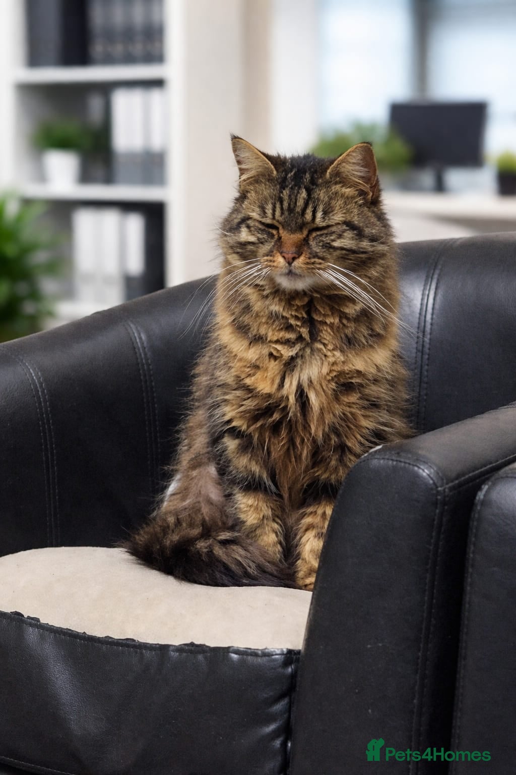 Mixed Breed cats Bellatrix - Advert 1