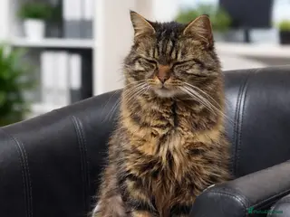 Mixed Breed cats Bellatrix - Advert 1