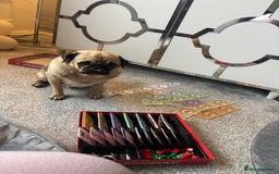 Pug dogs for sale: Franky boy - Image 2