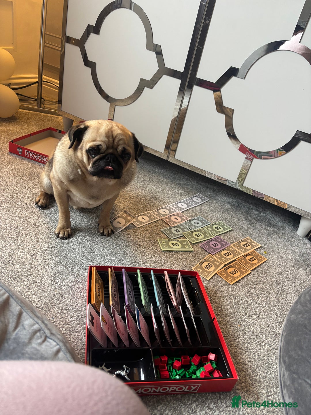 Pug dogs for sale: Franky boy - Image 2