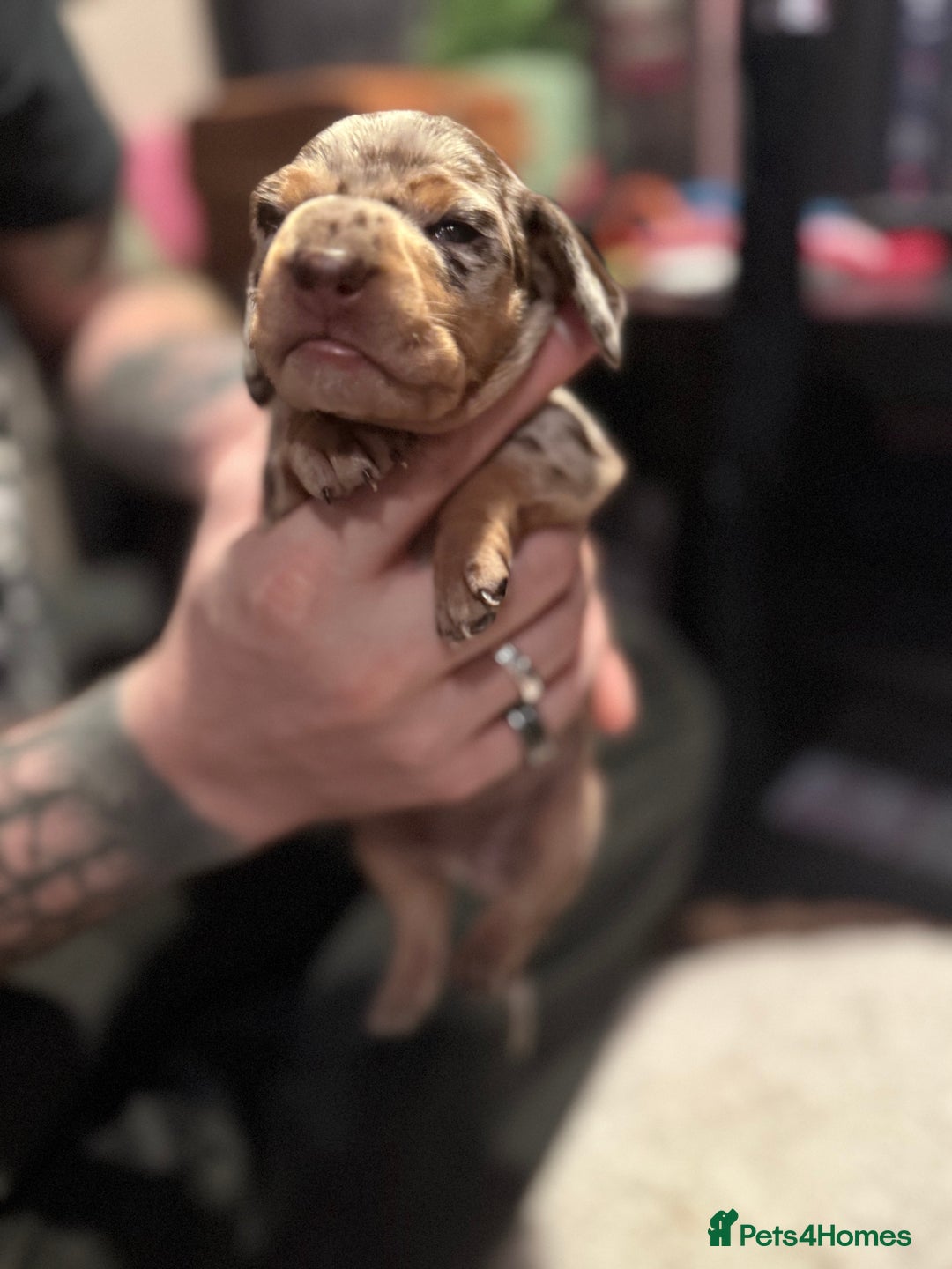 Mixed Breed dogs for sale: Adorable Daschund x spaniel pups  - Advert 12