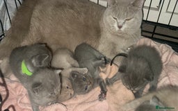 British Shorthair cats for sale: Stunning British Short Hair Kittens - Image 15