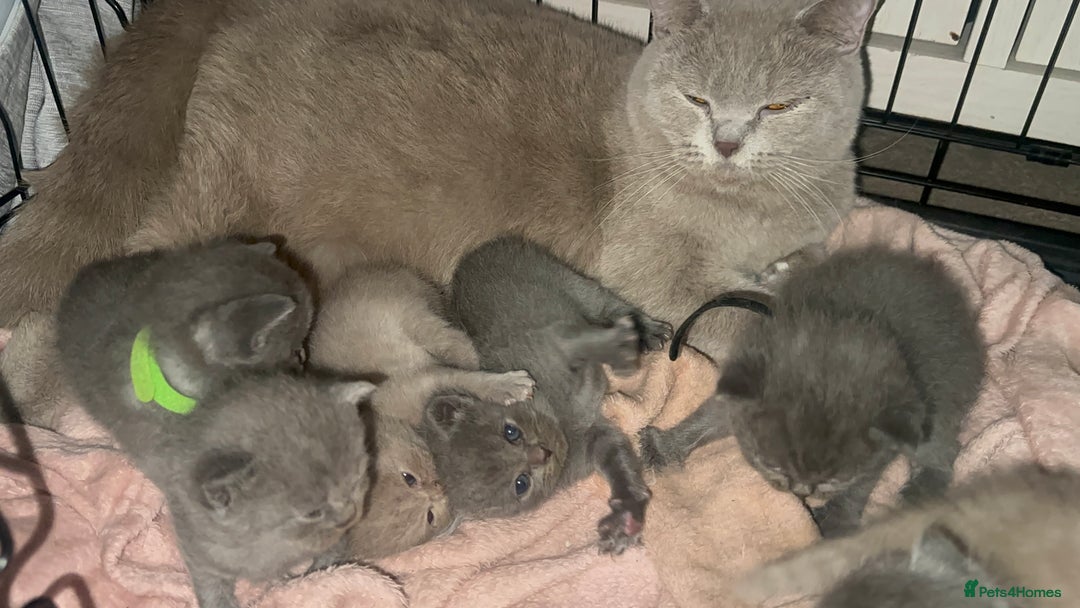 British Shorthair cats for sale: Stunning British Short Hair Kittens - Image 15