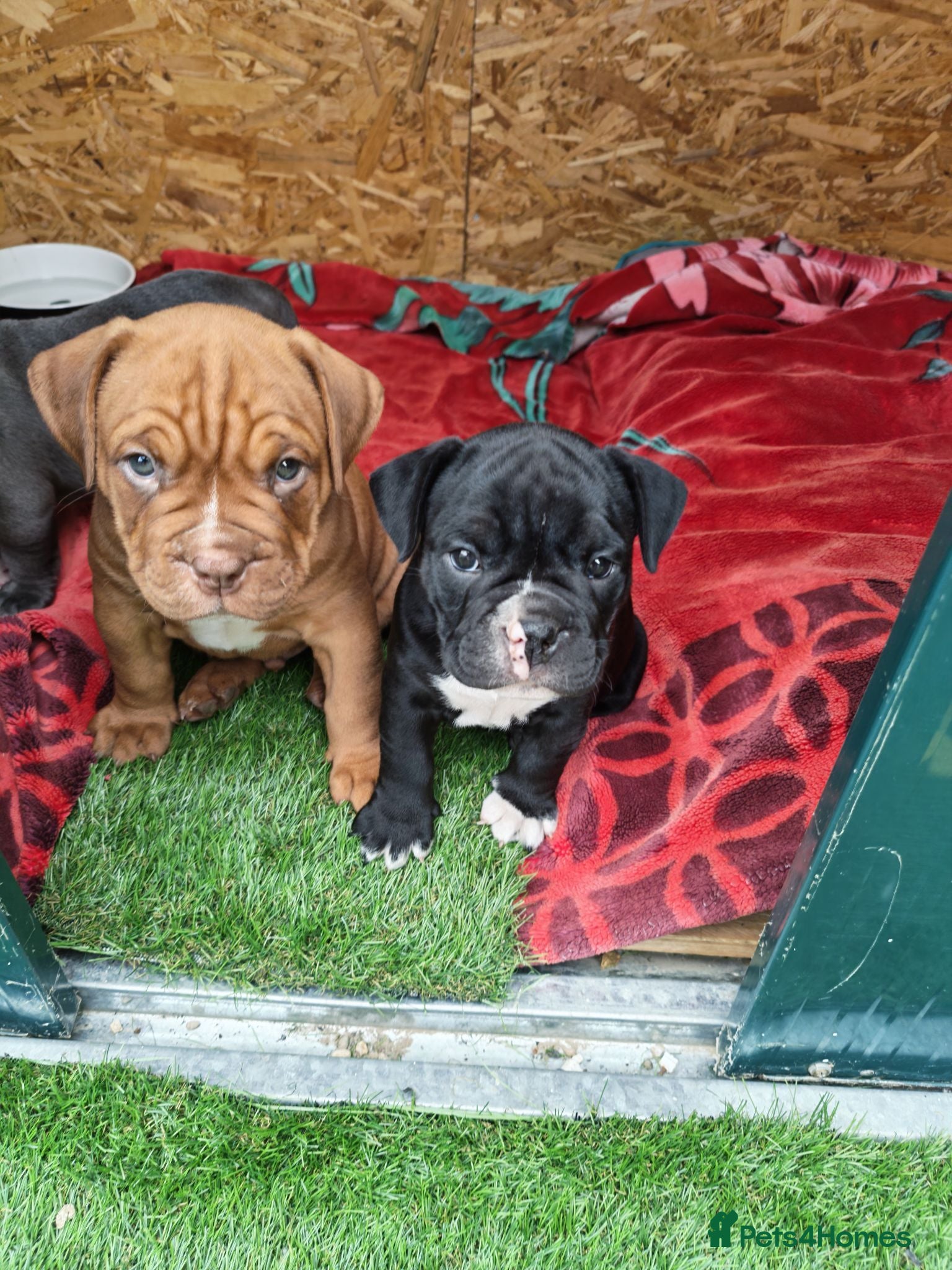 Mixed Breed dogs English bulldog x standard American bully  - Advert 1