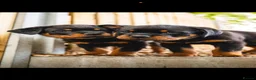 Rottweiler dogs for sale: 🐾 KC Registered Rottweiler Puppies for sale in Huddersfield - Advert 16
