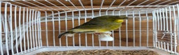 Canaries birds for sale: Lot of stunning canary’s  - Advert 7