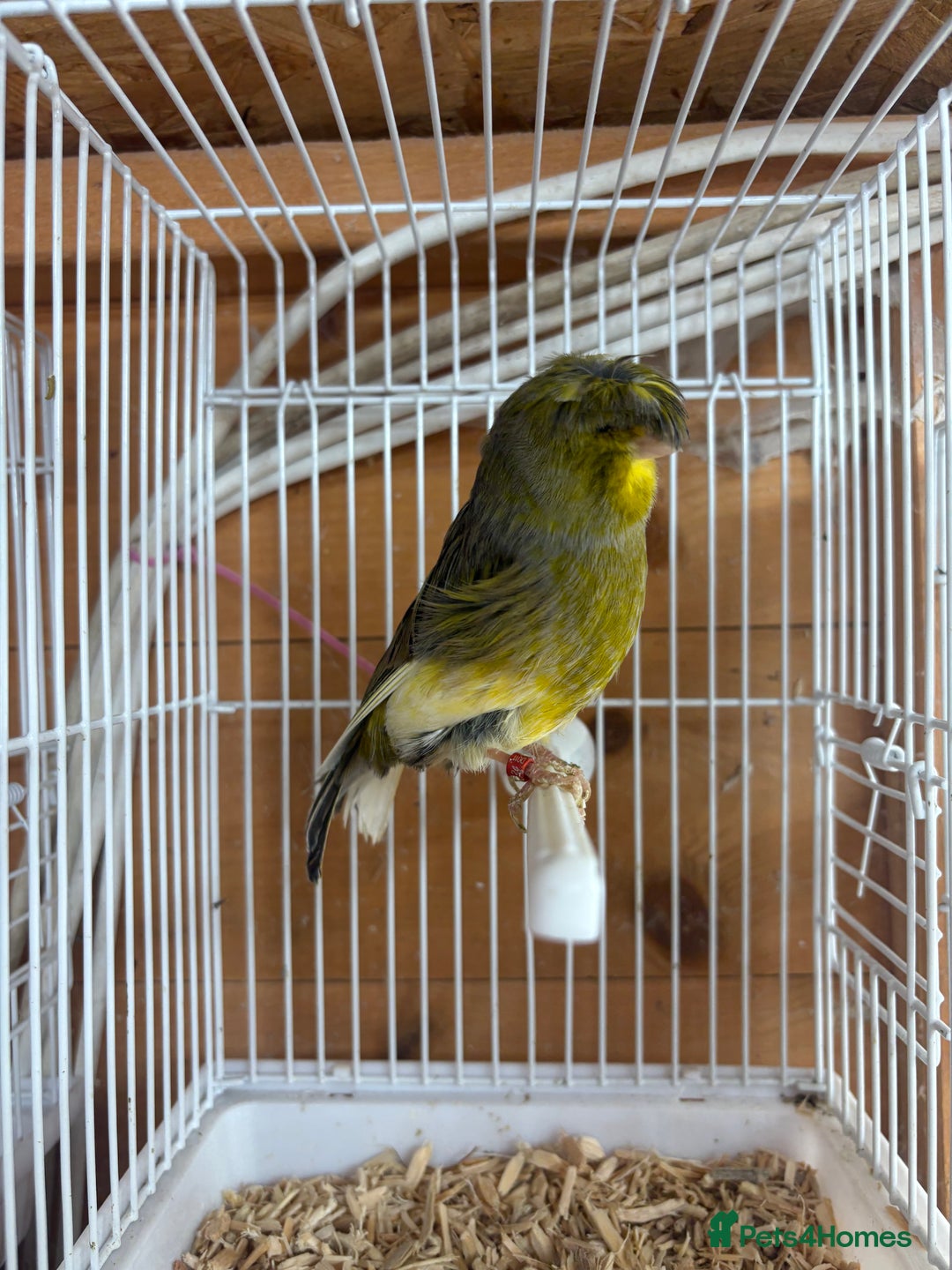 Canaries birds for sale: Lot of stunning canary’s  - Advert 7