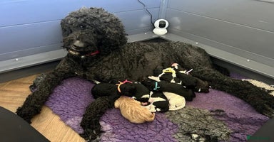Mixed Breed dogs - Advert 10