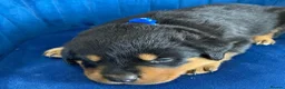 Rottweiler dogs for sale: kldrl exciting Pure/bred Rottweiler Pups in Hull - Advert 4