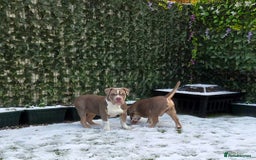 American Bully dogs for sale: Pocket Bully  - Advert 7
