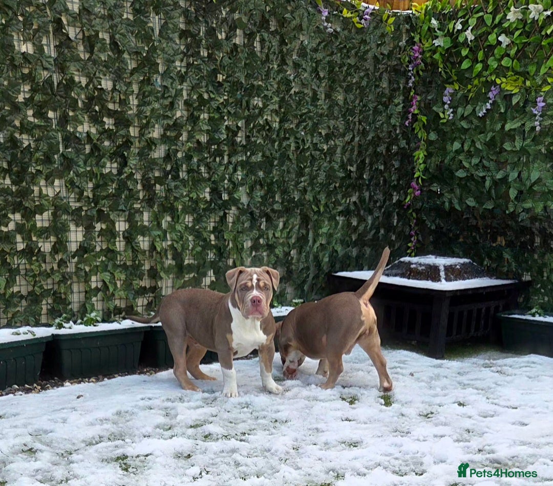 American Bully dogs for sale: Pocket Bully  - Advert 7