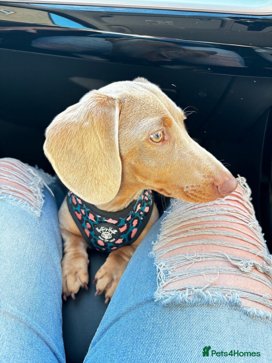 Miniature Dachshund dogs for stud: KC registered Isabelle & Tan  in Pontefract - Advert 5
