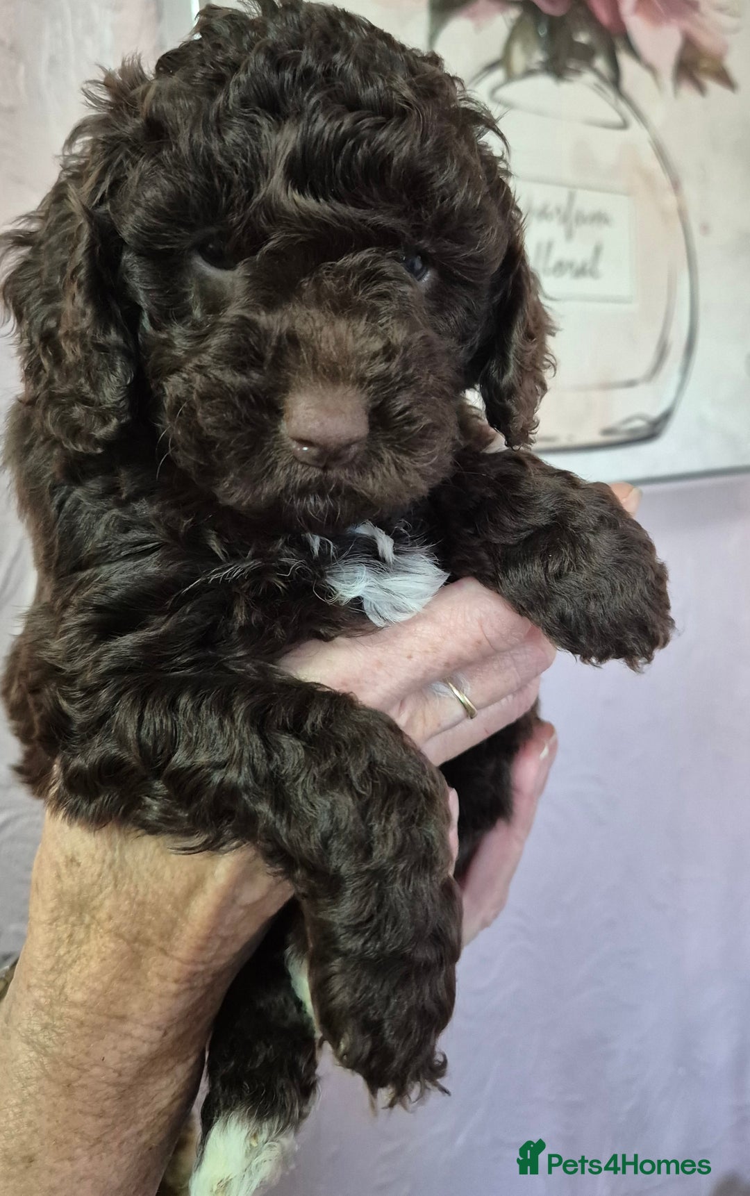 Cockapoo dogs for sale: F1b mini cockapoos  - Advert 3