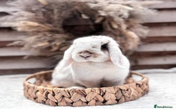 Mini Lop rabbits for sale: Young adult mini lops  - Image 1
