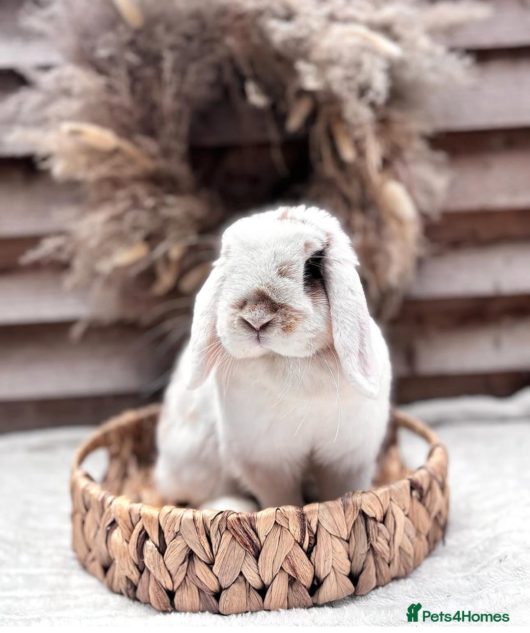 Mini Lop rabbits for sale: Young adult mini lops  - Image 1