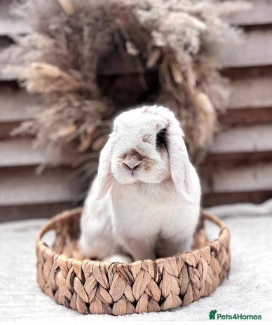 Mini Lop rabbits - Advert 14