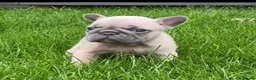 French Bulldog dogs for stud: Mayan, Rfg, bva, Silver health tested Lilac tan in Sheffield - Advert 13