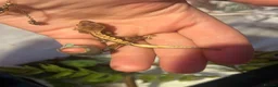 Gecko reptiles for sale: Tame Gargoyle/crested gecko + grow out setup £145 - Advert 4
