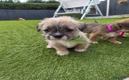 Mixed Breed dogs for sale: Reduced French bulldog x pomeranian pups 8 wks  - Image 16