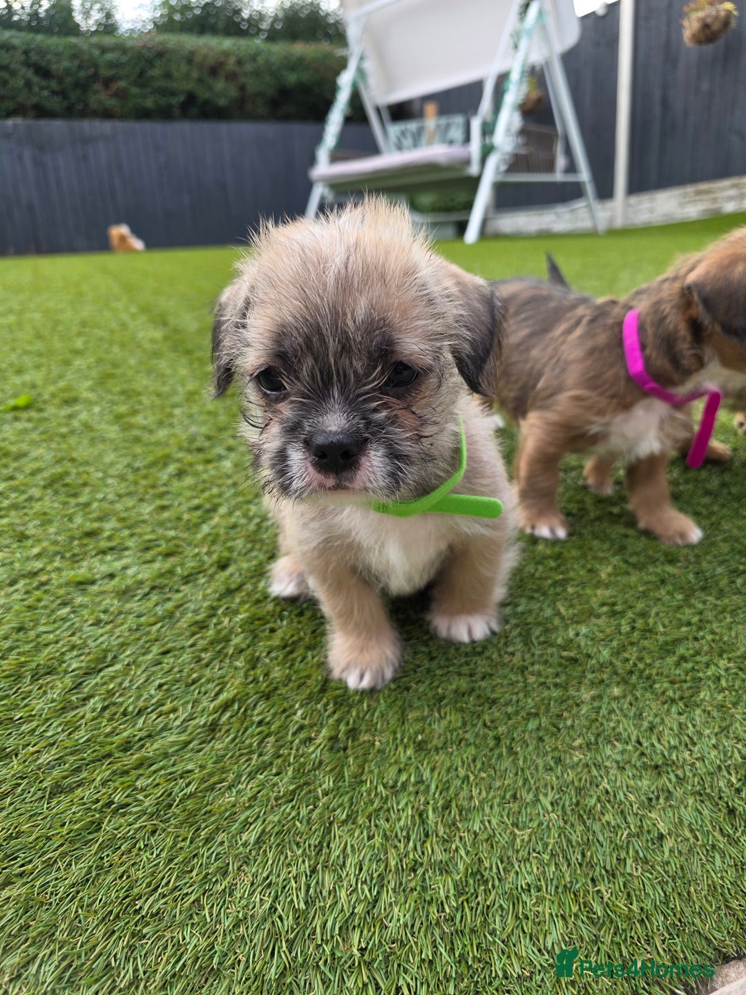 Mixed Breed dogs for sale: Reduced French bulldog x pomeranian pups 8 wks  - Image 16
