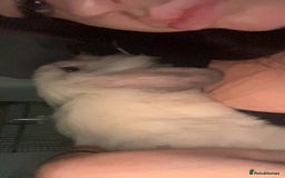 Lionhead rabbits for sale: Two lion head bunnies - Image 7