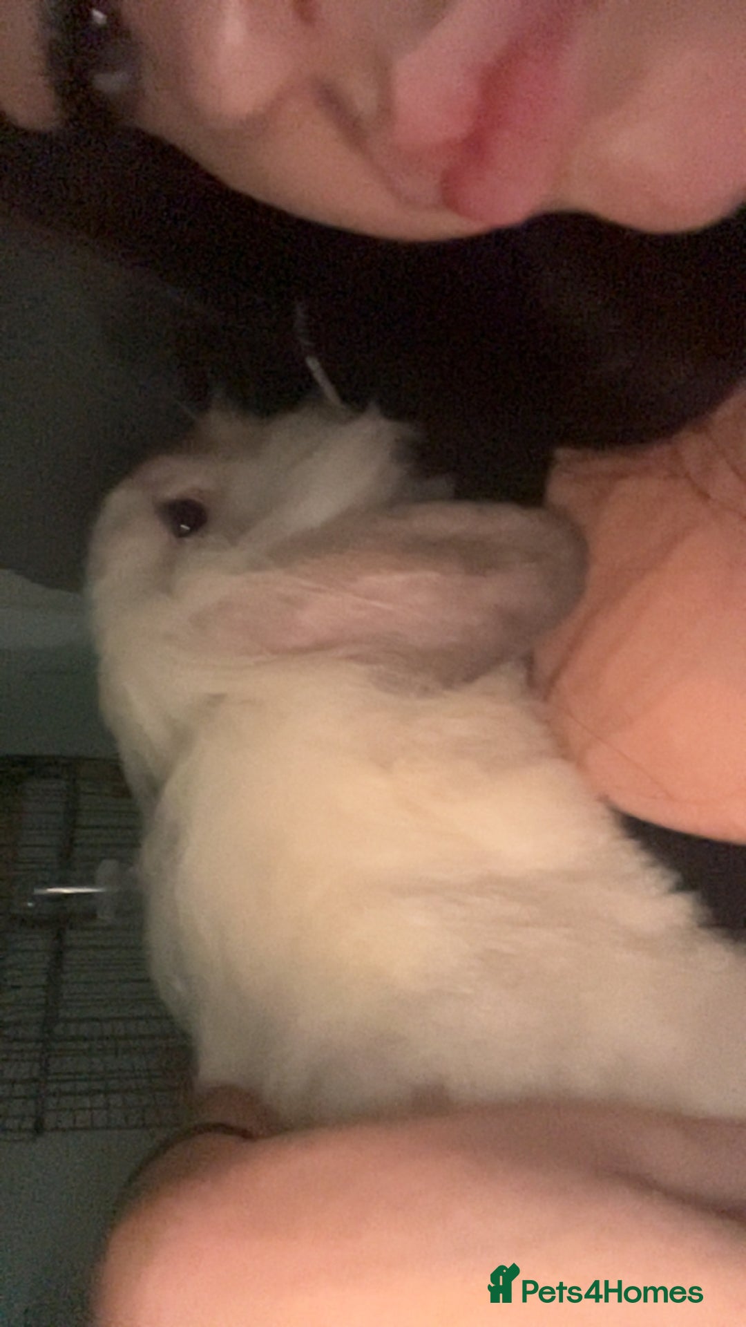 Lionhead rabbits for sale: Two lion head bunnies - Image 7