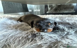Miniature Dachshund dogs for sale: Beautiful miniature dauchounds for sale  - Image 4