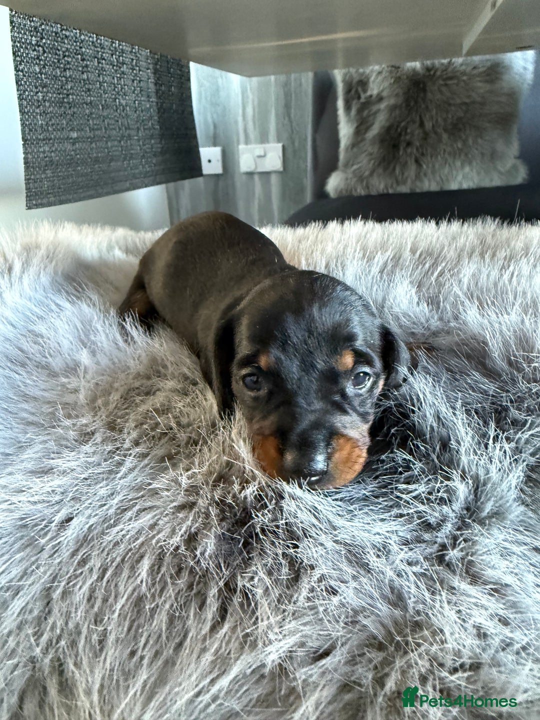 Miniature Dachshund dogs for sale: Beautiful miniature dauchounds for sale  - Image 4